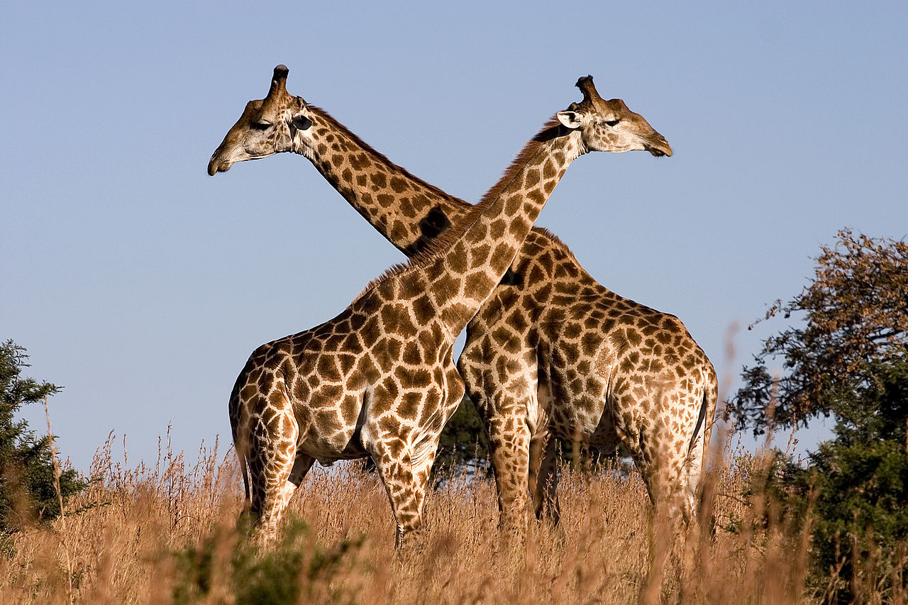 Lucruri inedite despre girafe