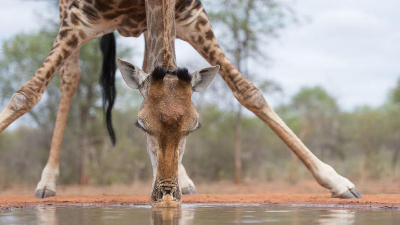 Lucruri inedite despre girafe. Cum beau apă