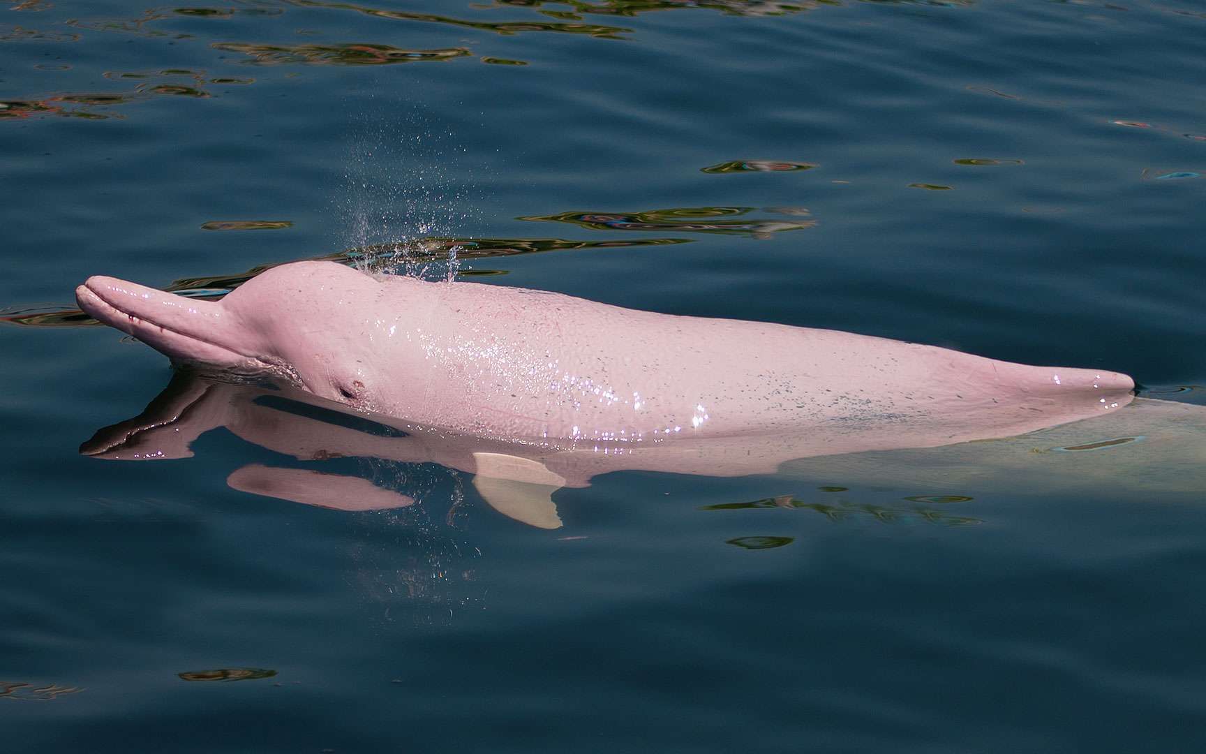 Delfinul albinos