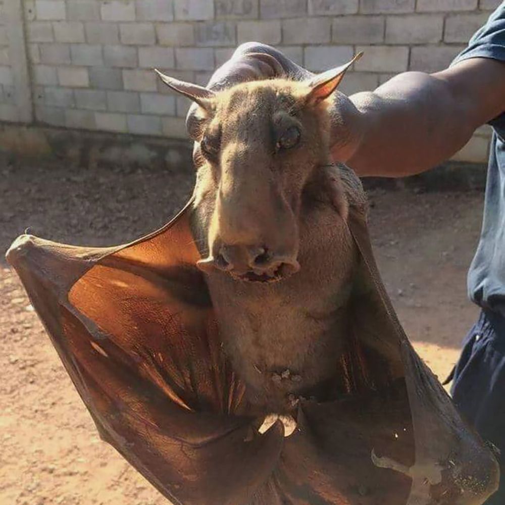 Liliacul cu cap de ciocan