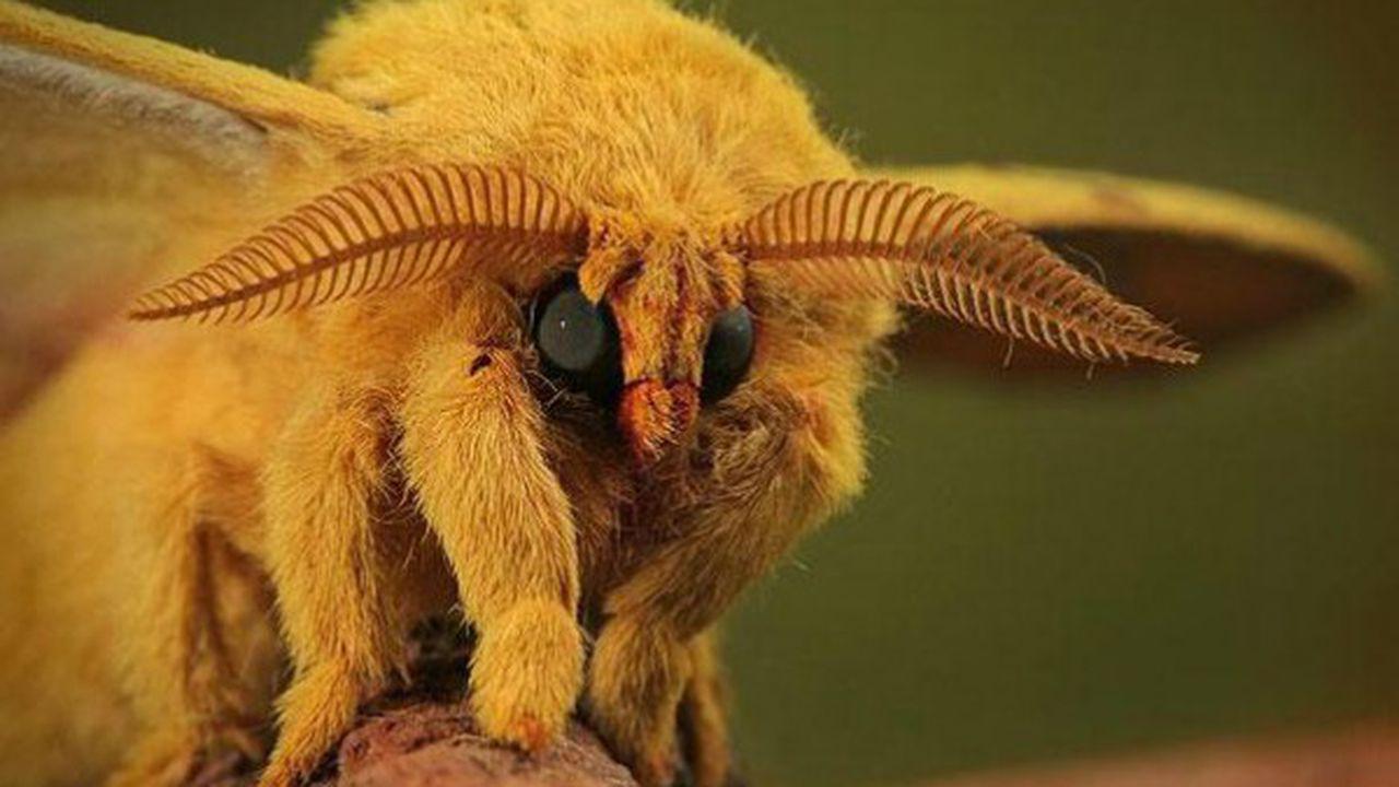 Molie-pudel venezueleană