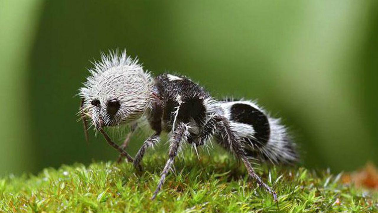 Creaturi ciudate. Furnica Panda