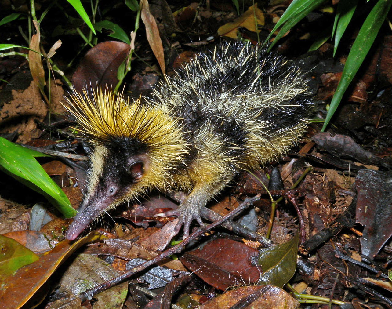 Tenrec cu dungi