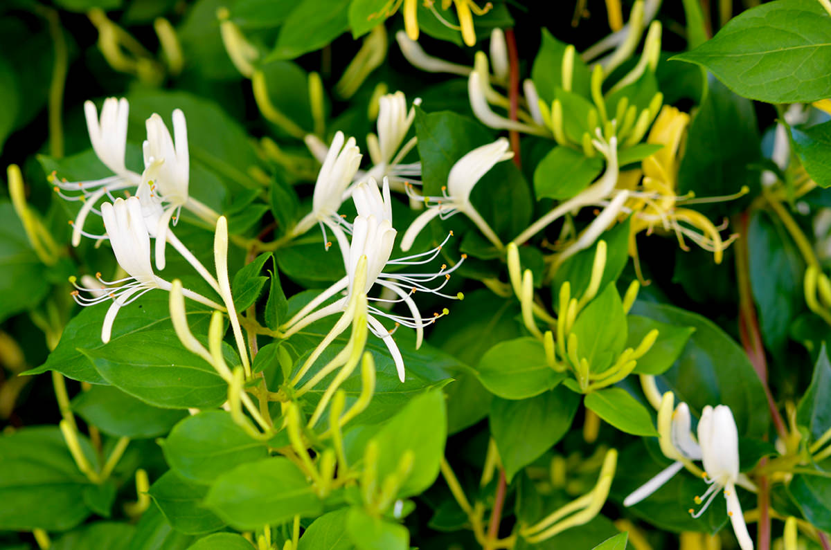 Palma Maicii Domnului