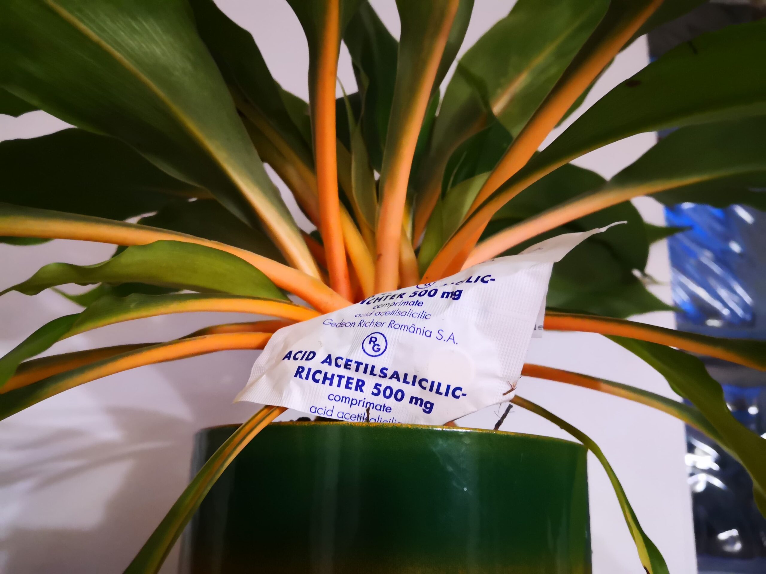 Aspirină pentru flori și legume. Cum să o folosești în grădină și la ce ajută de fapt