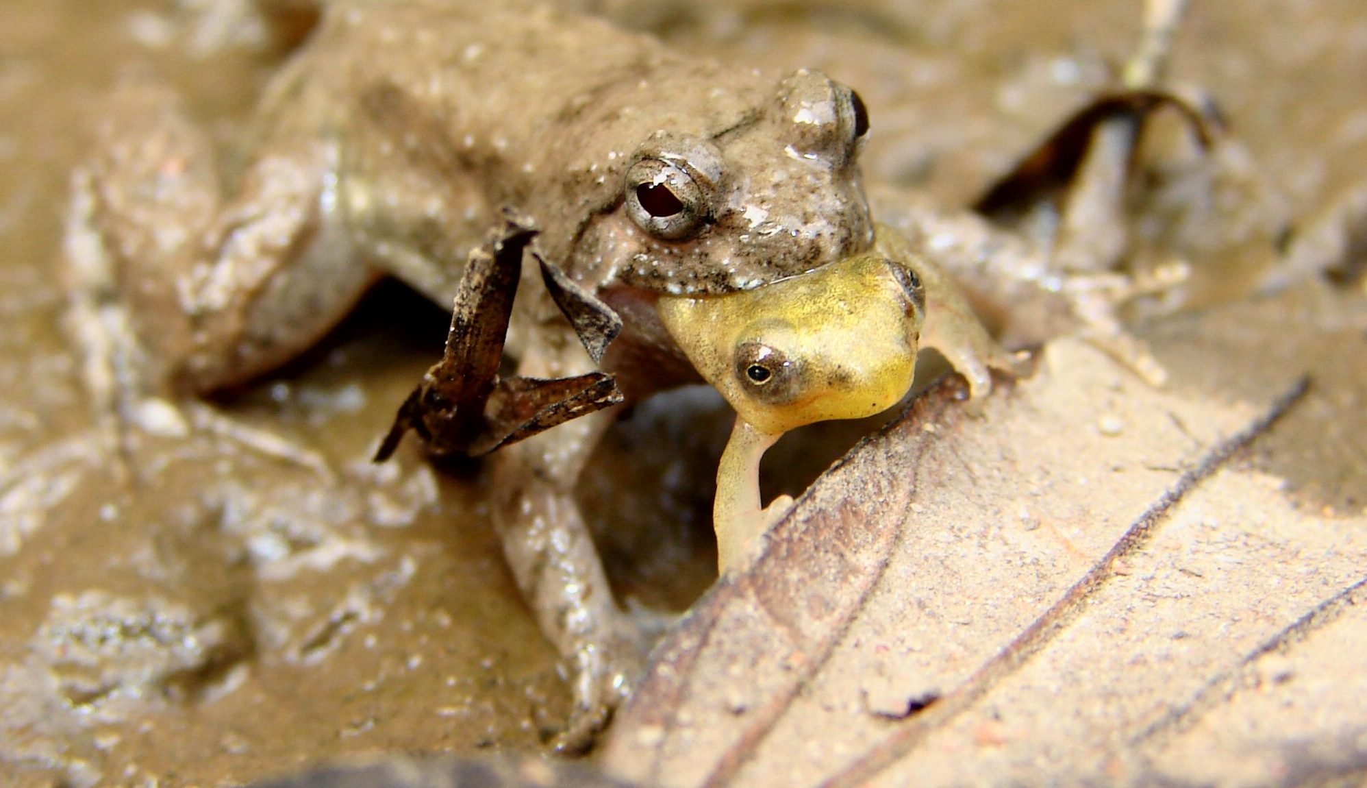 animale mănâncă puii