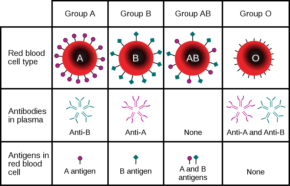 Comparații grupe de sânge