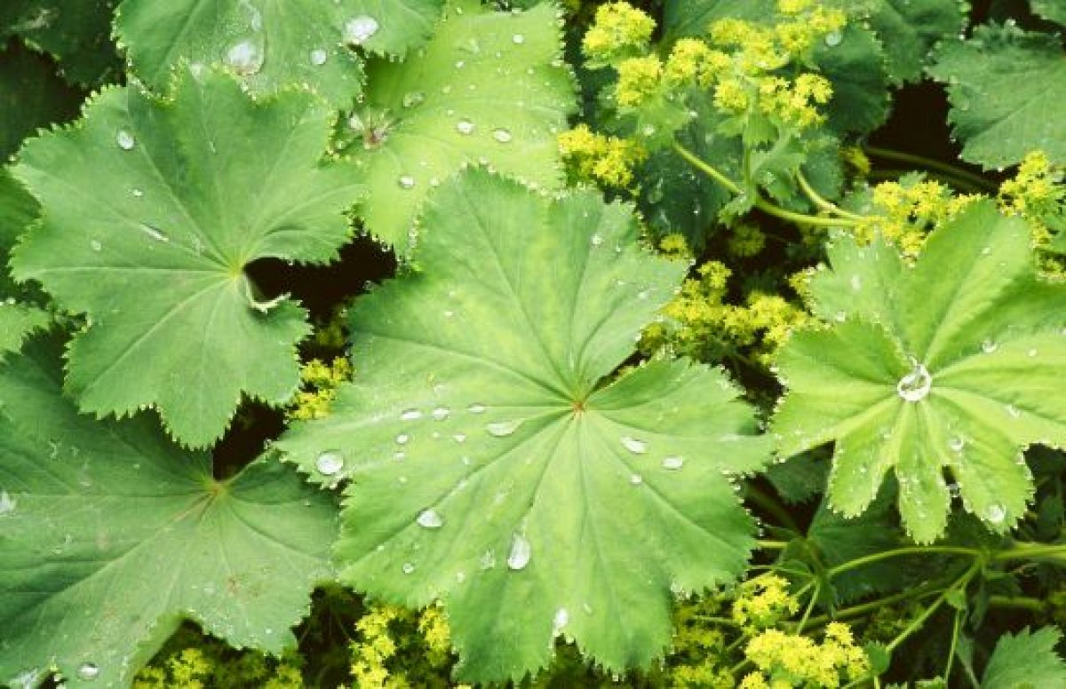 Iarba Maicii Domnului: de ce este numită așa, când înflorește și de este considerată o plantă specială