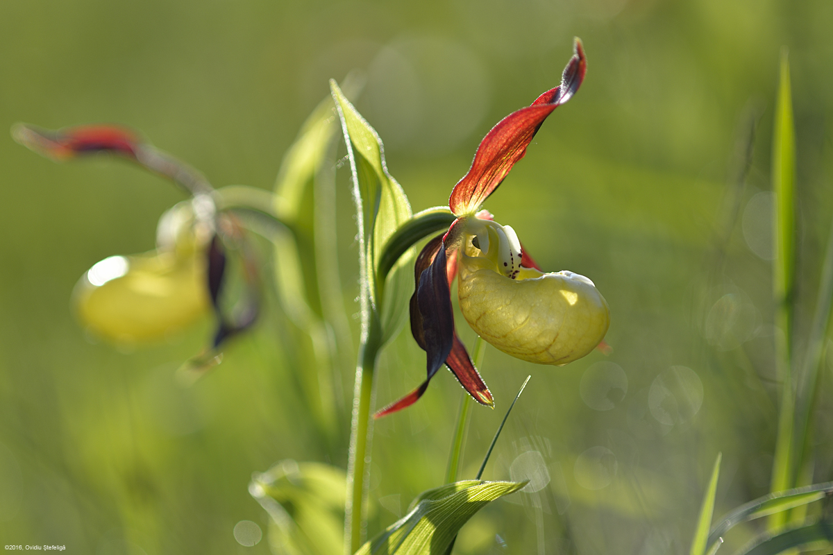 Cele mai spectaculoase flori din lume. Atrag atenția prin aspectul lor neobișnuit. FOTO