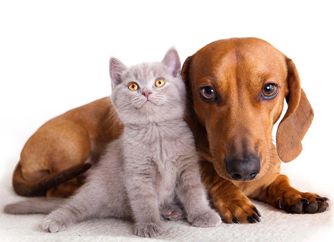 Țara din Europa care introduce custodia alternativă pentru animalele de companie în caz de divorţ. Ce spune legea