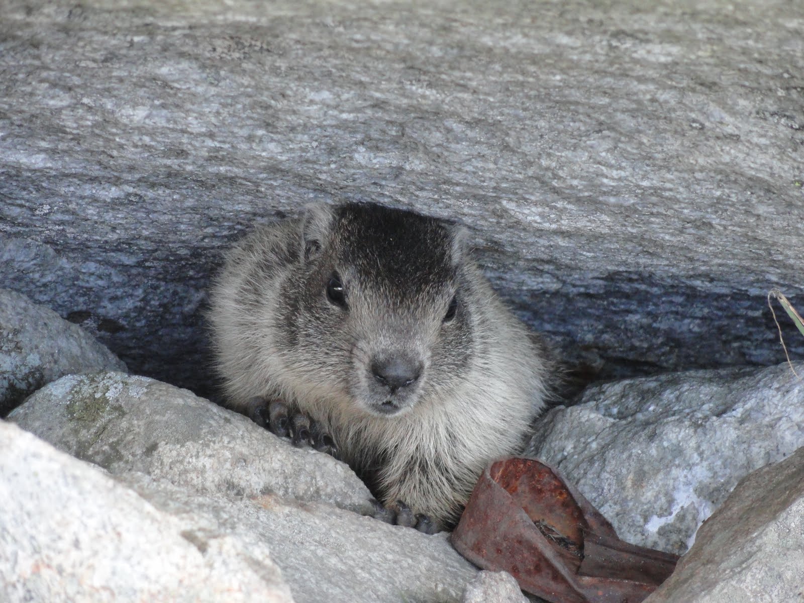 Marmota