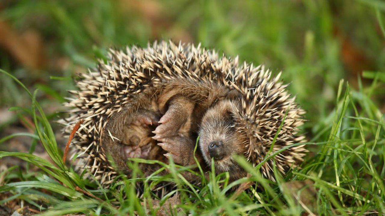 Animale care hibernează în sezonul rece. Ariciul