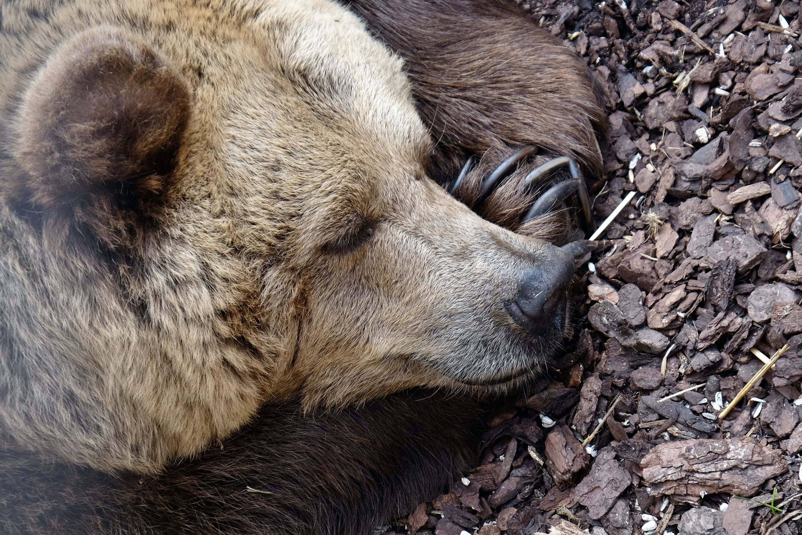 10 animale care hibernează în sezonul rece. Nu numai urșii ...