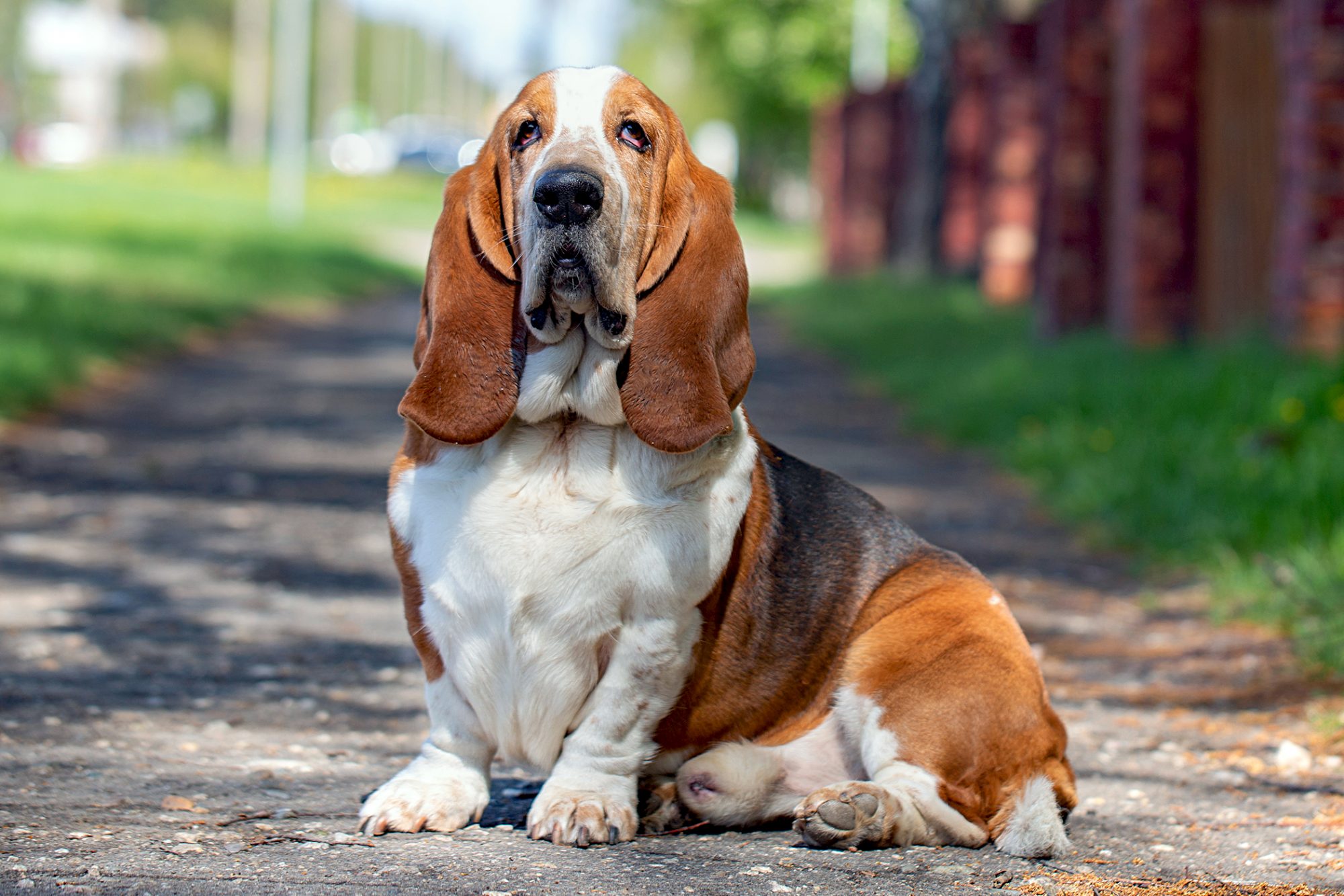 Câinii Basset Hound sunt foarte somnoroși