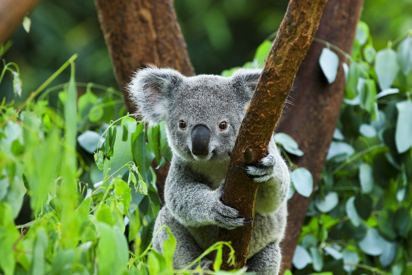Koala, Australia
