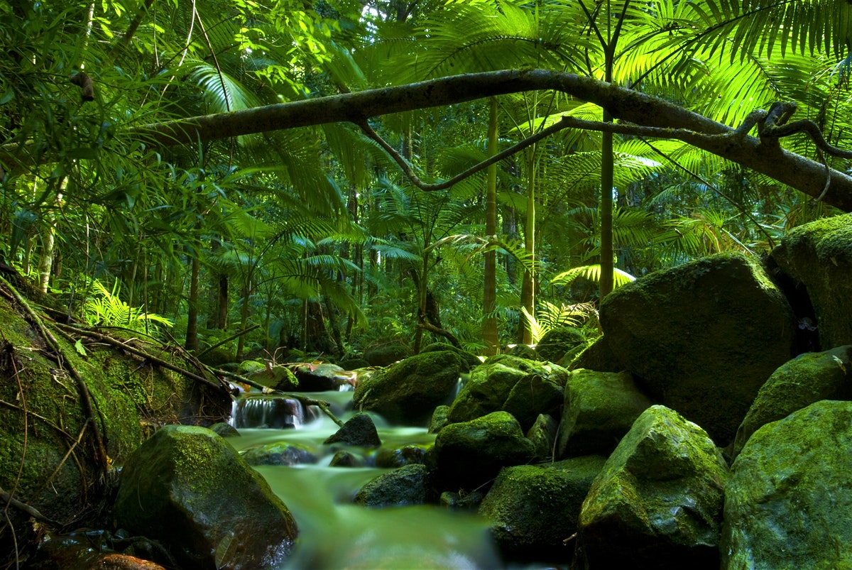 Locuri încântătoare din Oceania. Pădurea tropicală Daintree, Australia