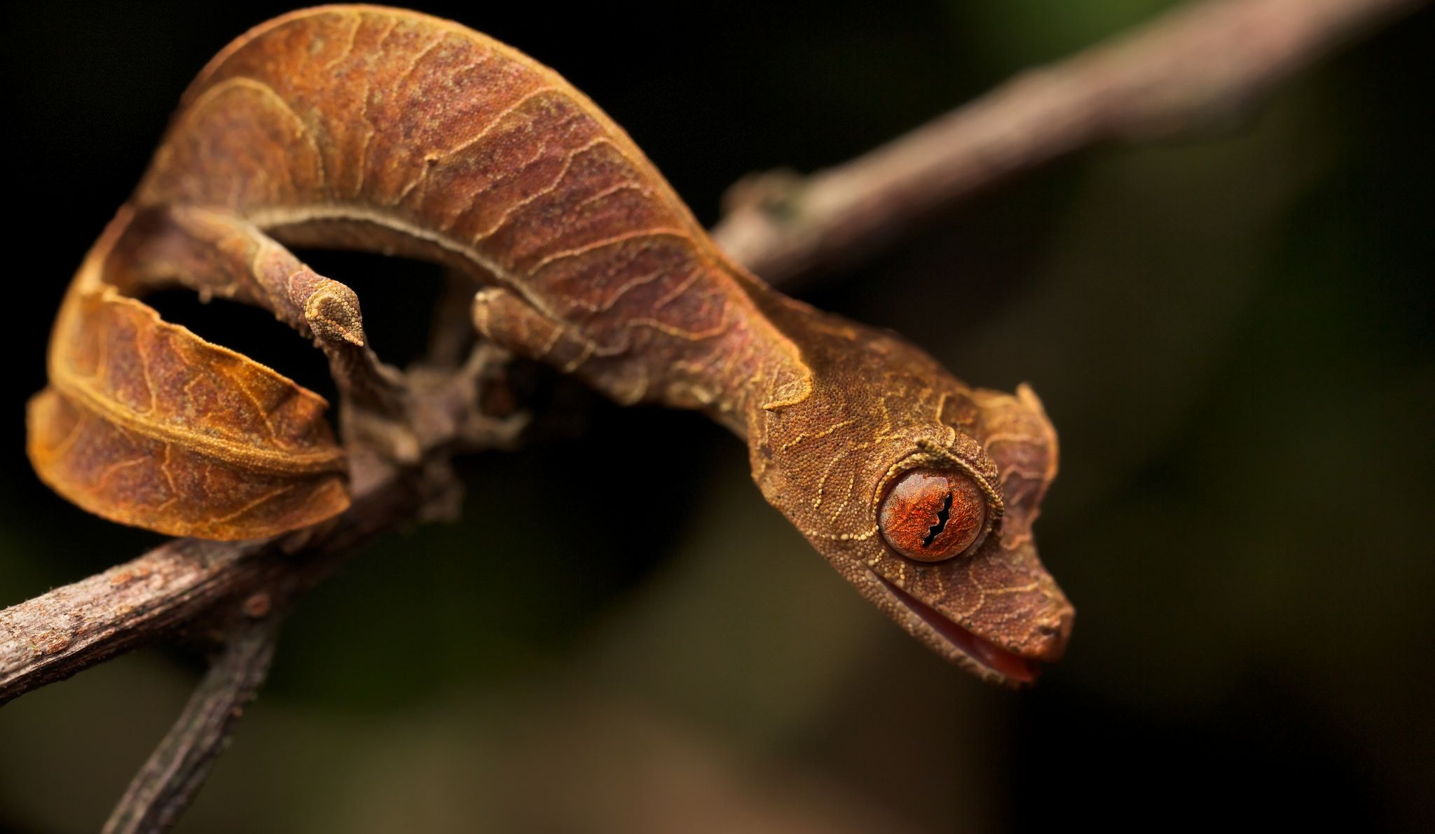 Gecko cu coada frunză