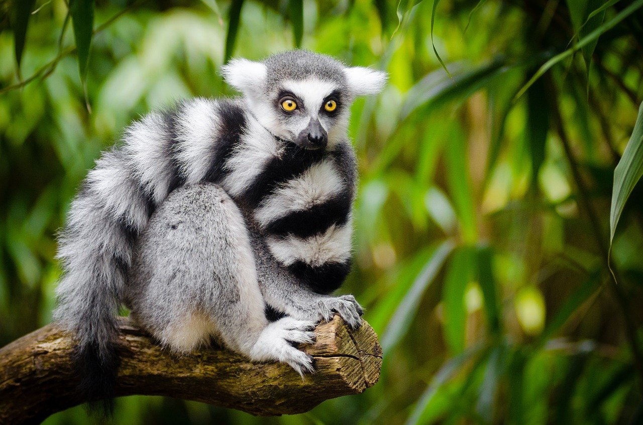 Specii de animale care trăiesc în Madagascar. Lemurul