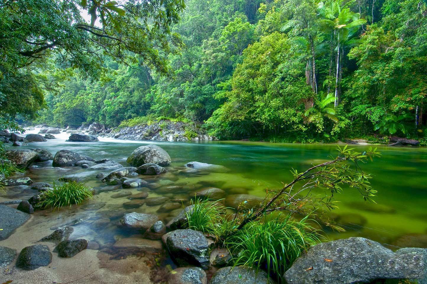 Cele mai mari păduri tropicale din lume. Pădurea tropicală Daintree