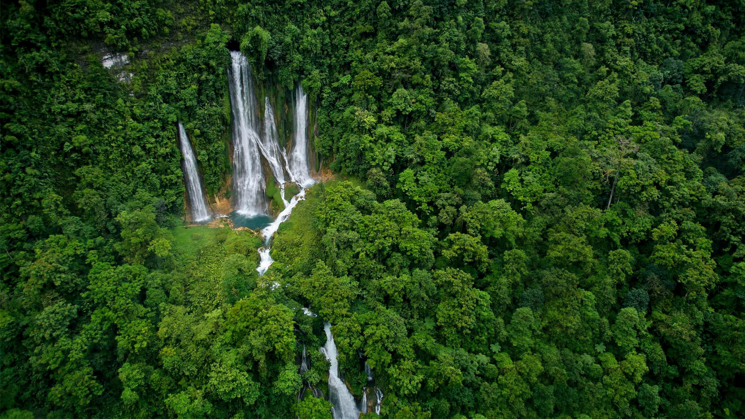 Pădurea tropicală din Noua Guinee