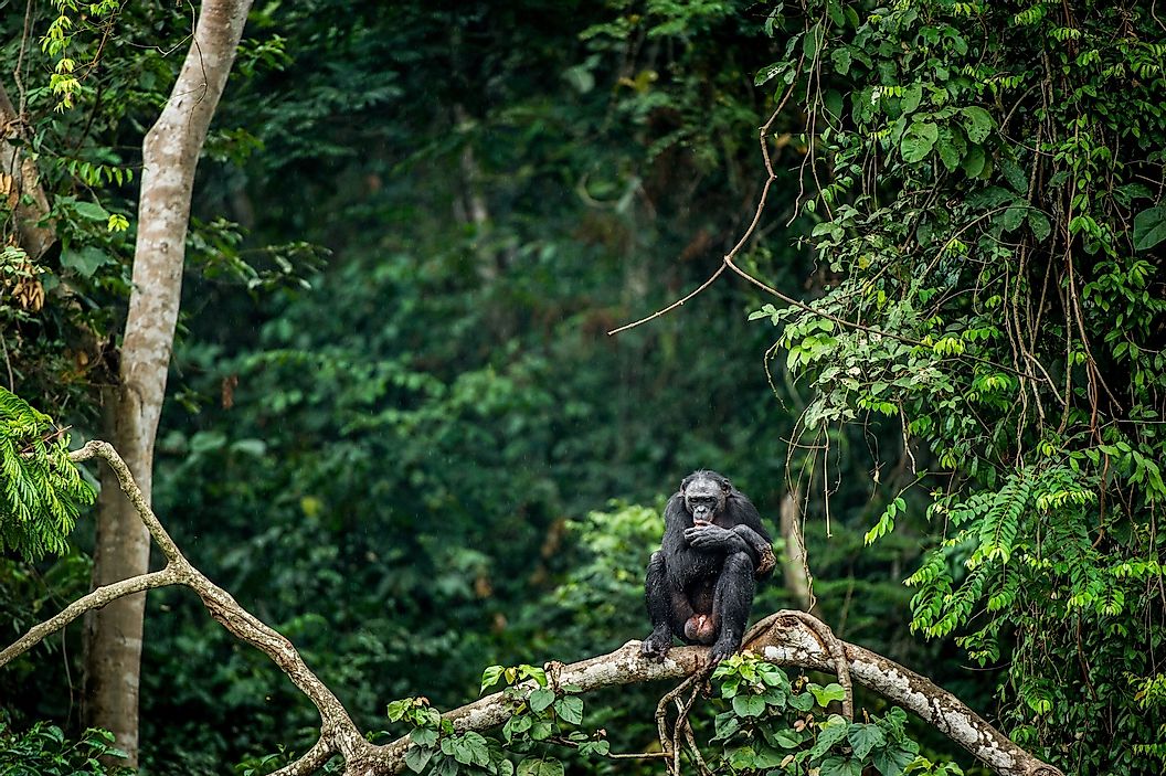 Cimpanzeu în pădurile din Bazinul Congo 