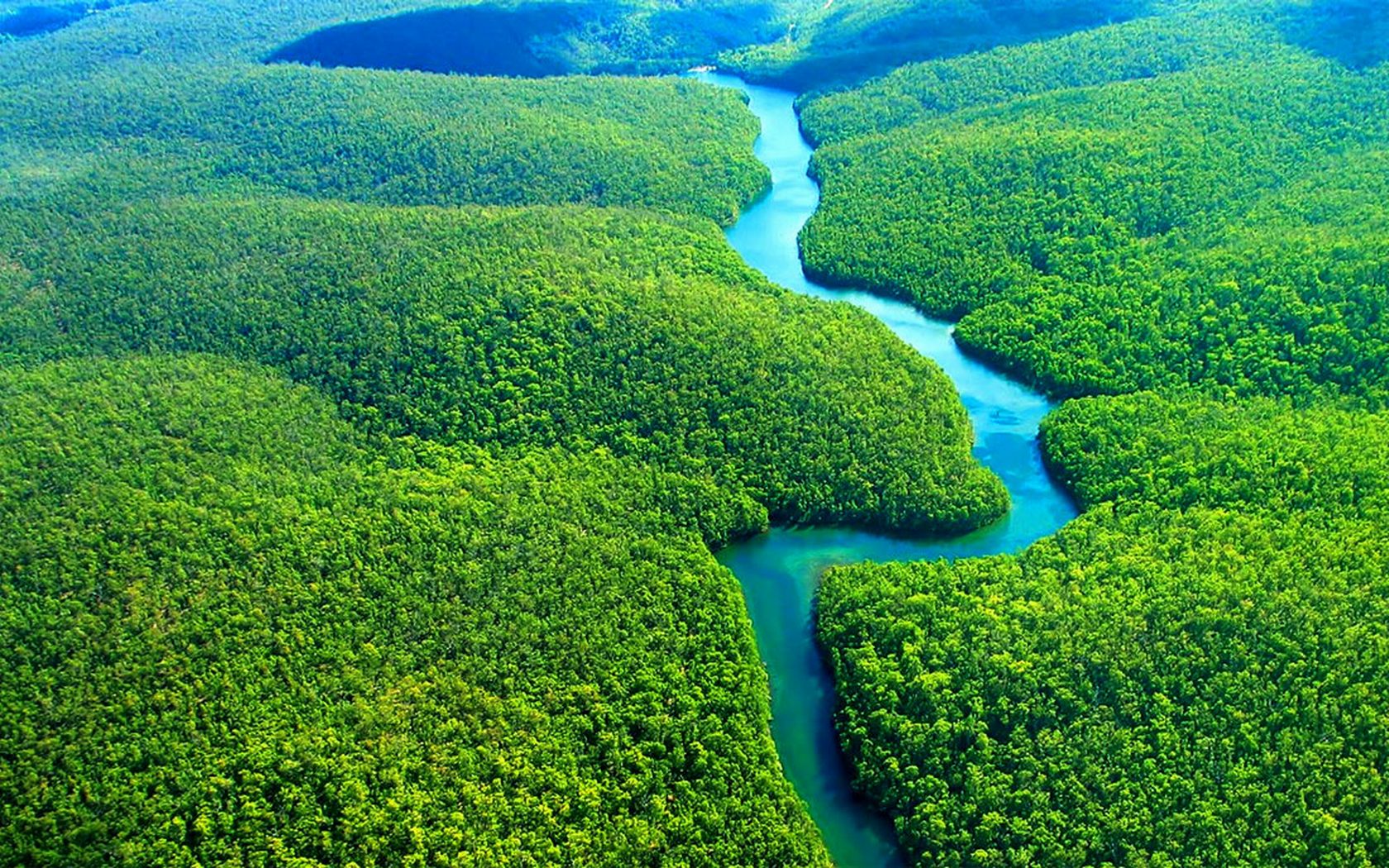 Cele mai mari păduri tropicale din lume. Pădurea amazoniană
