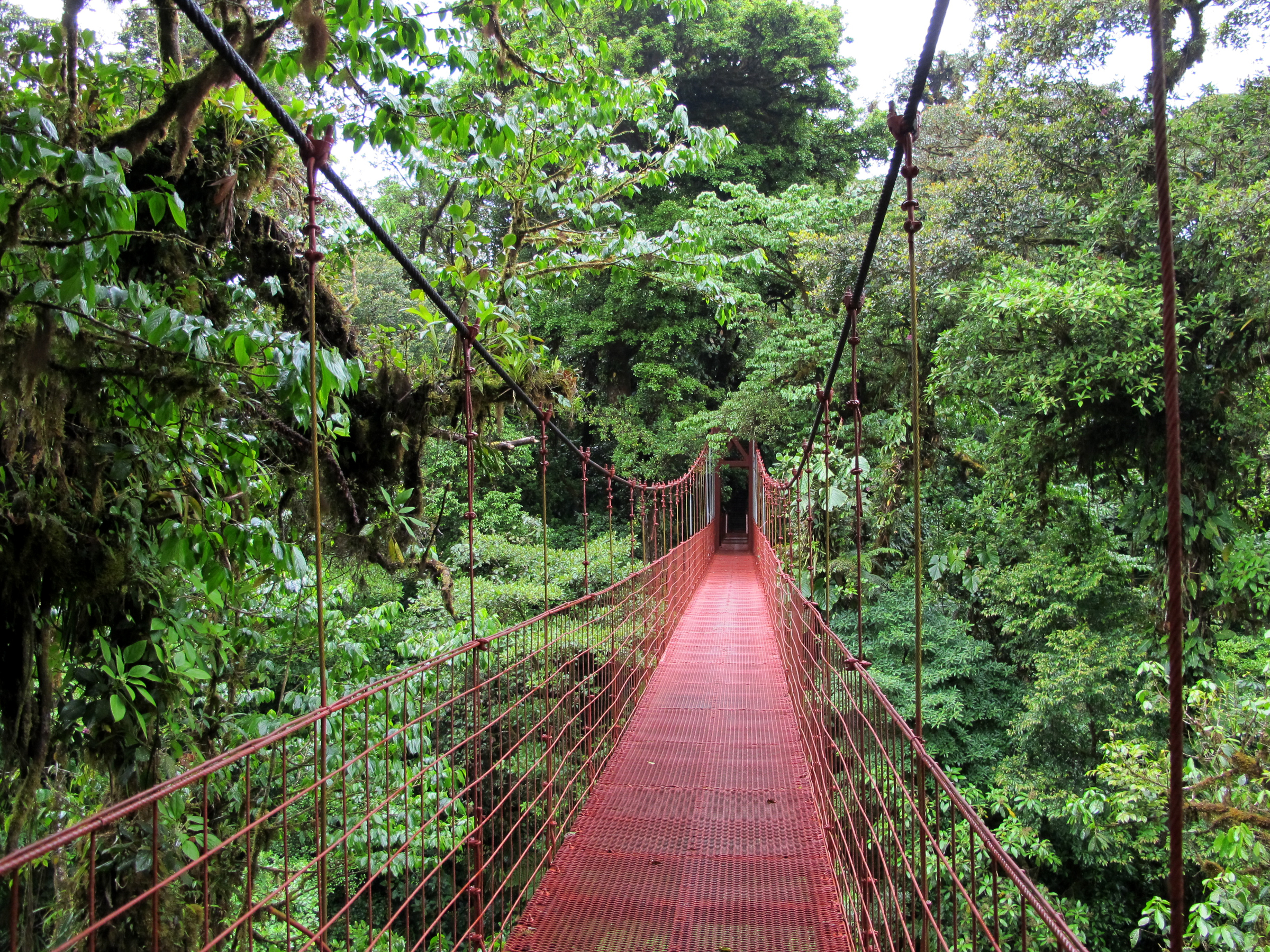 Cele mai mari păduri tropicale din lume. Rezervația biologică Bosque Nuboso Monteverde