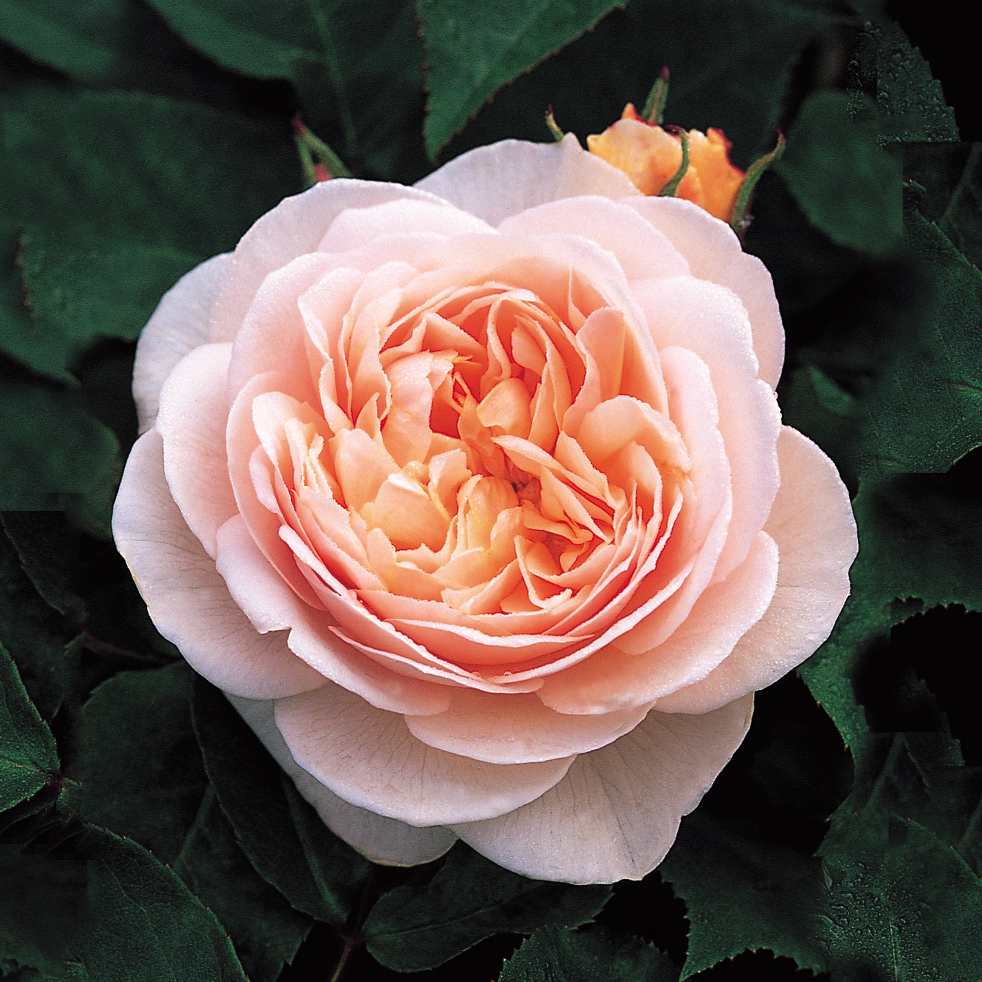 Juliet Rose, cel mai rar trandafir din lume