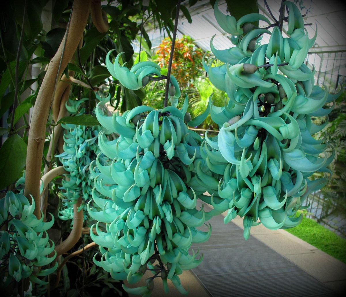 Cele mai rare flori din lume. Liana de jad 