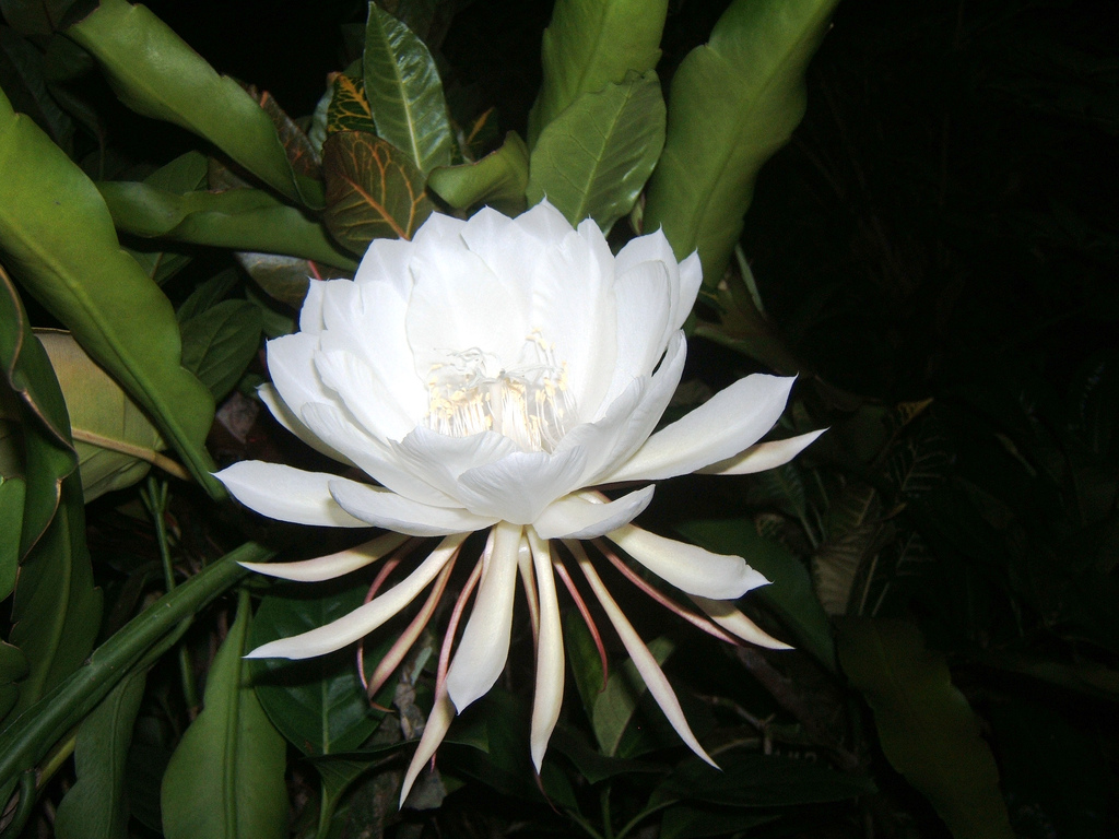 Floarea Kadupul, regina nopții