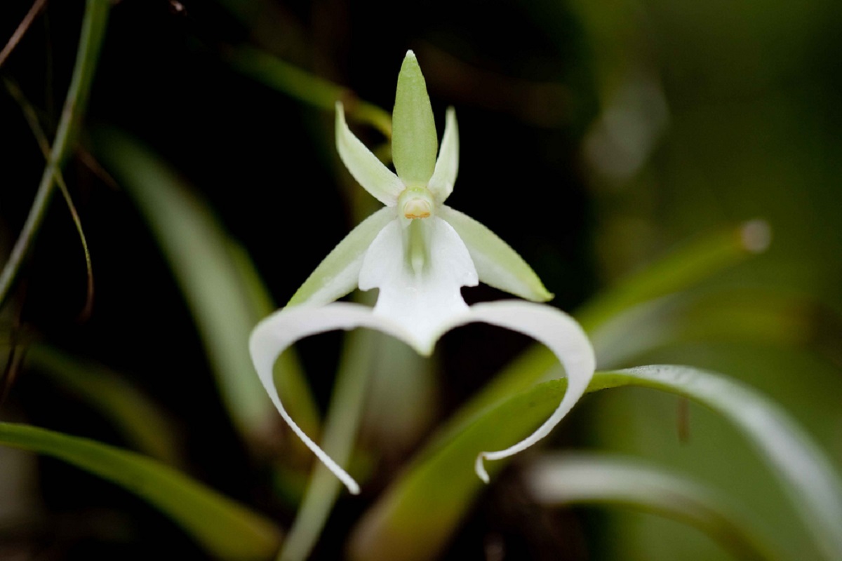 Cele mai rare 7 flori din lume. Orhideea Fantomă