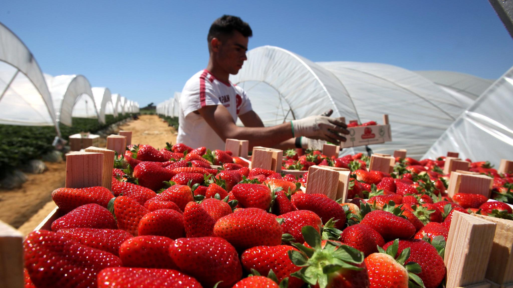 De ce pleacă românii din Spania. Adevărul despre salariile care se oferă și nivelul de trai