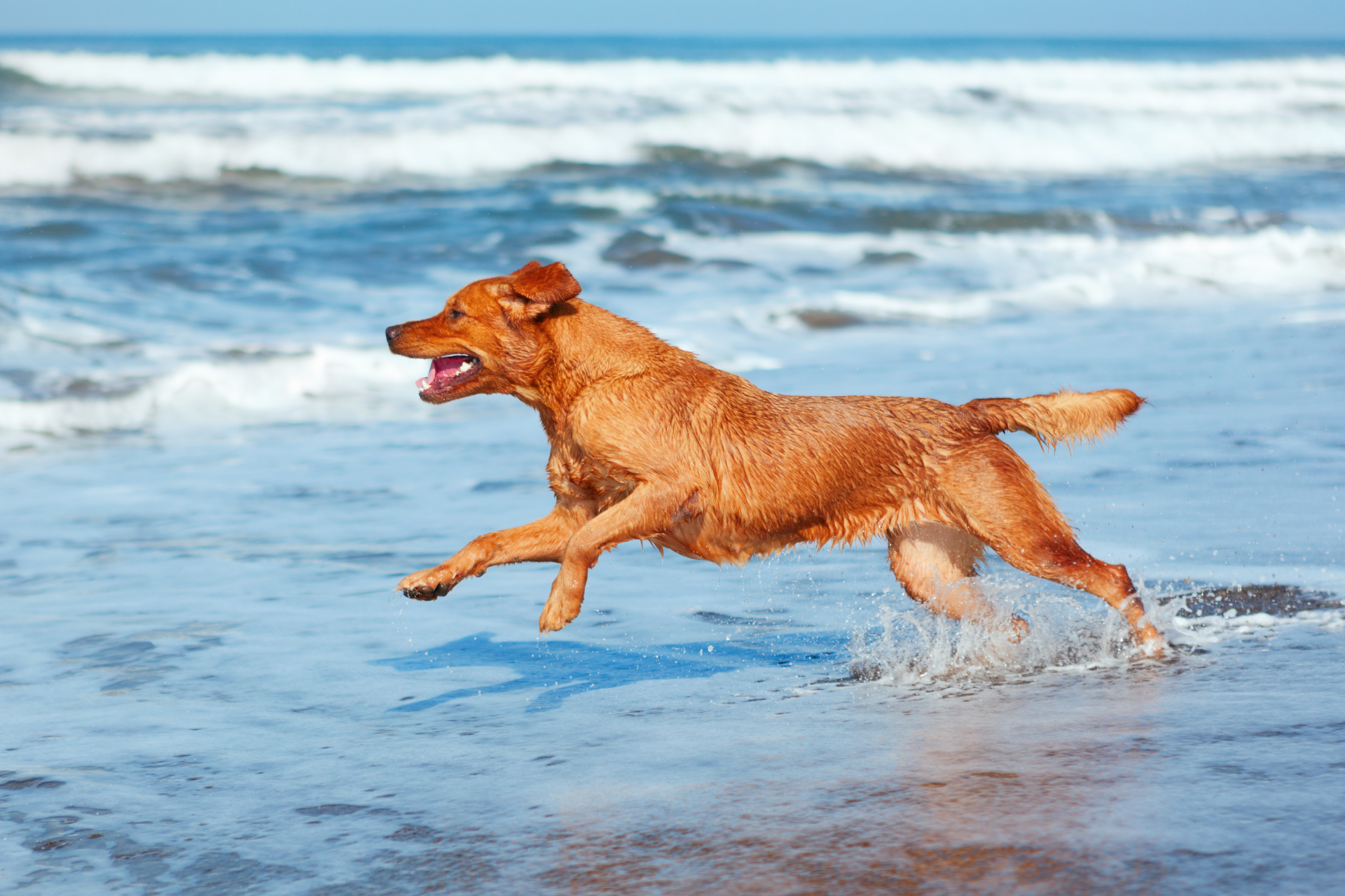 În ce condiții pot merge turiștii cu câini pe plajele turistice ale Mării Negre