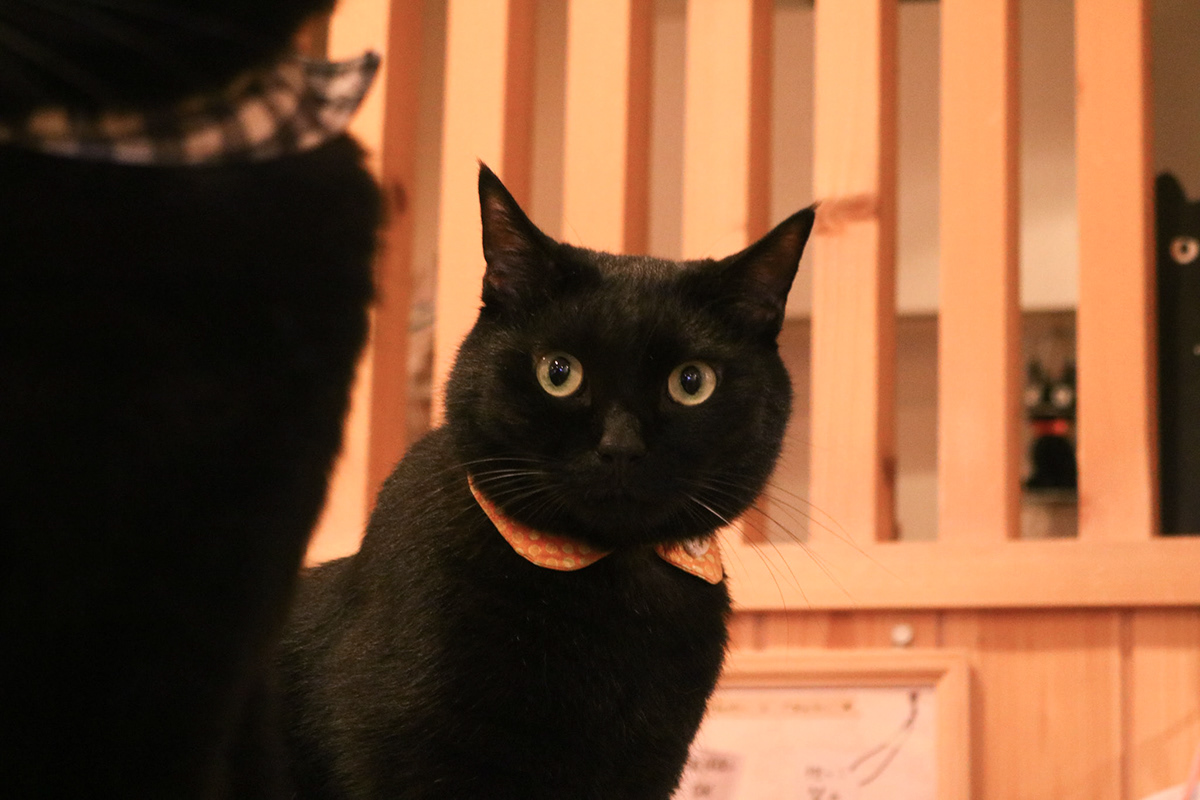 Pisicile negre chiar aduc ghinion? Cum a apărut de fapt superstiția și cât adevăr conține