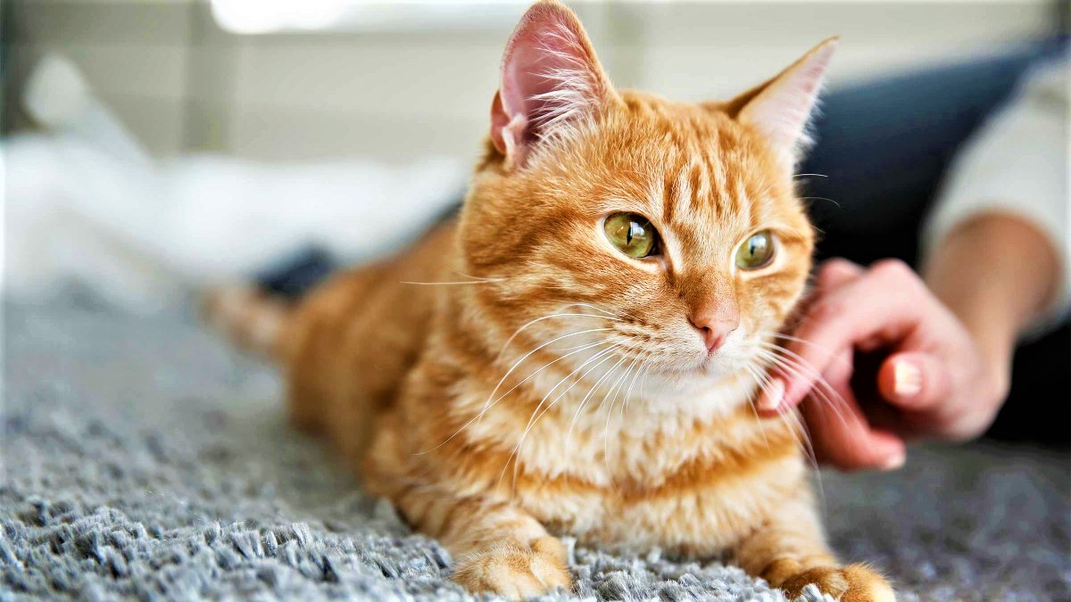 16 motive pentru care e bine să ai o pisică în casă. Beneficiile sunt incontestabile