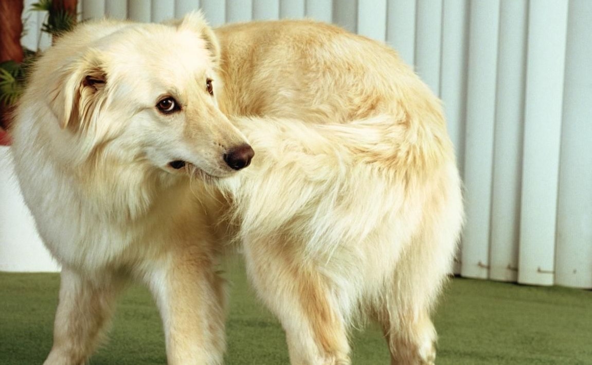 De ce aleargă câinii după coadă