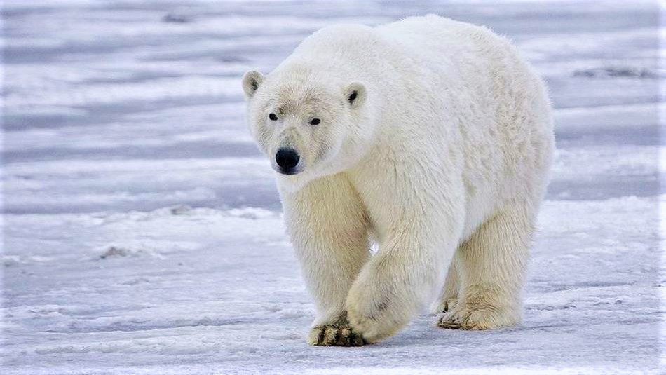 5 animale care trăiesc la Polul Nord - Stiridinlume.ro