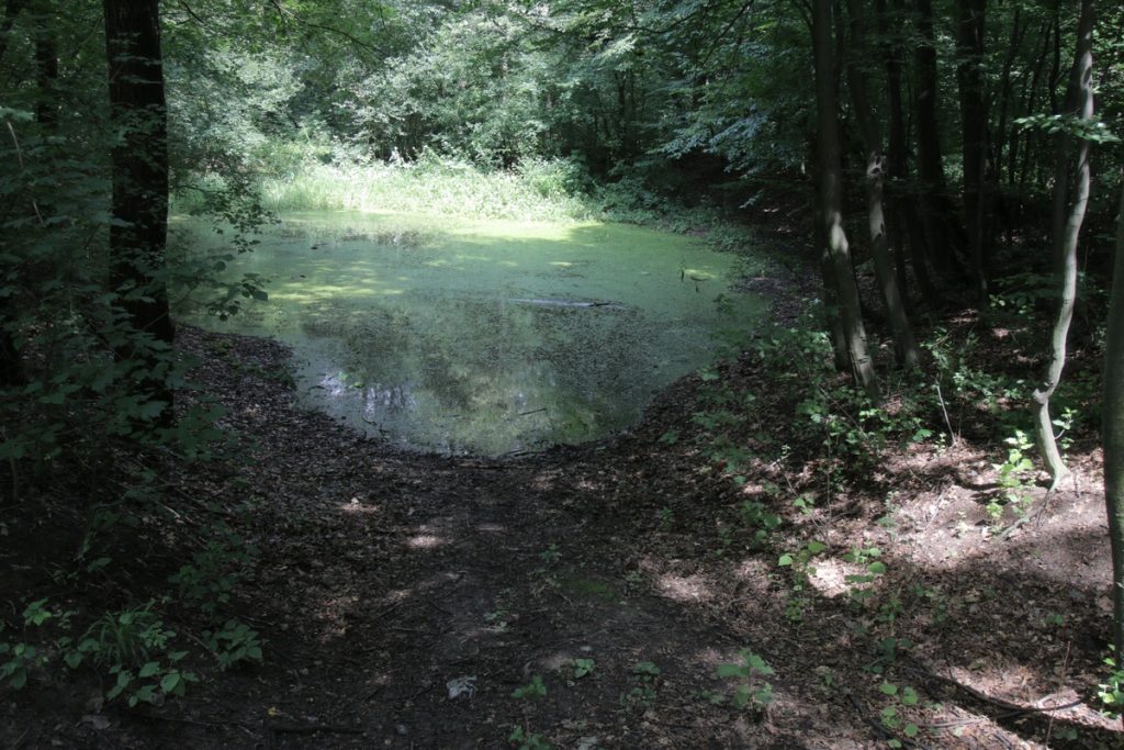 Balta Vrăjitoarelor, locul de lângă București unde au loc fenomene inexplicabile