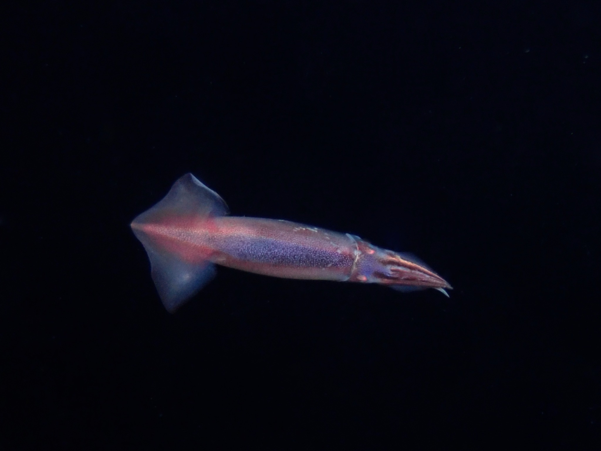 animale zboară aripi