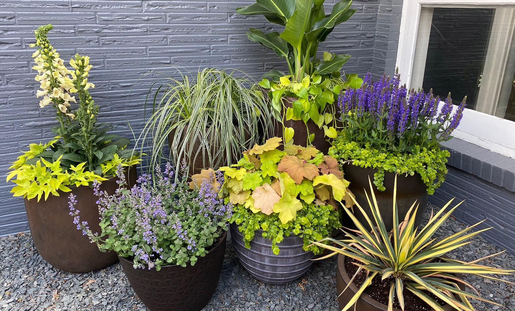 Când se scot plantele afară din casă primăvara și cum le pregătești pentru mutarea din interior în exterior