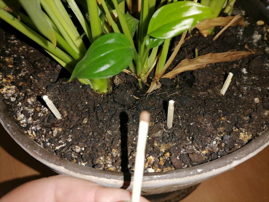 Ce se întâmplă dacă pui bețe de chibrit în pământul florilor. Efectele uimitoare