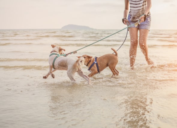 accesul câinilor plajă