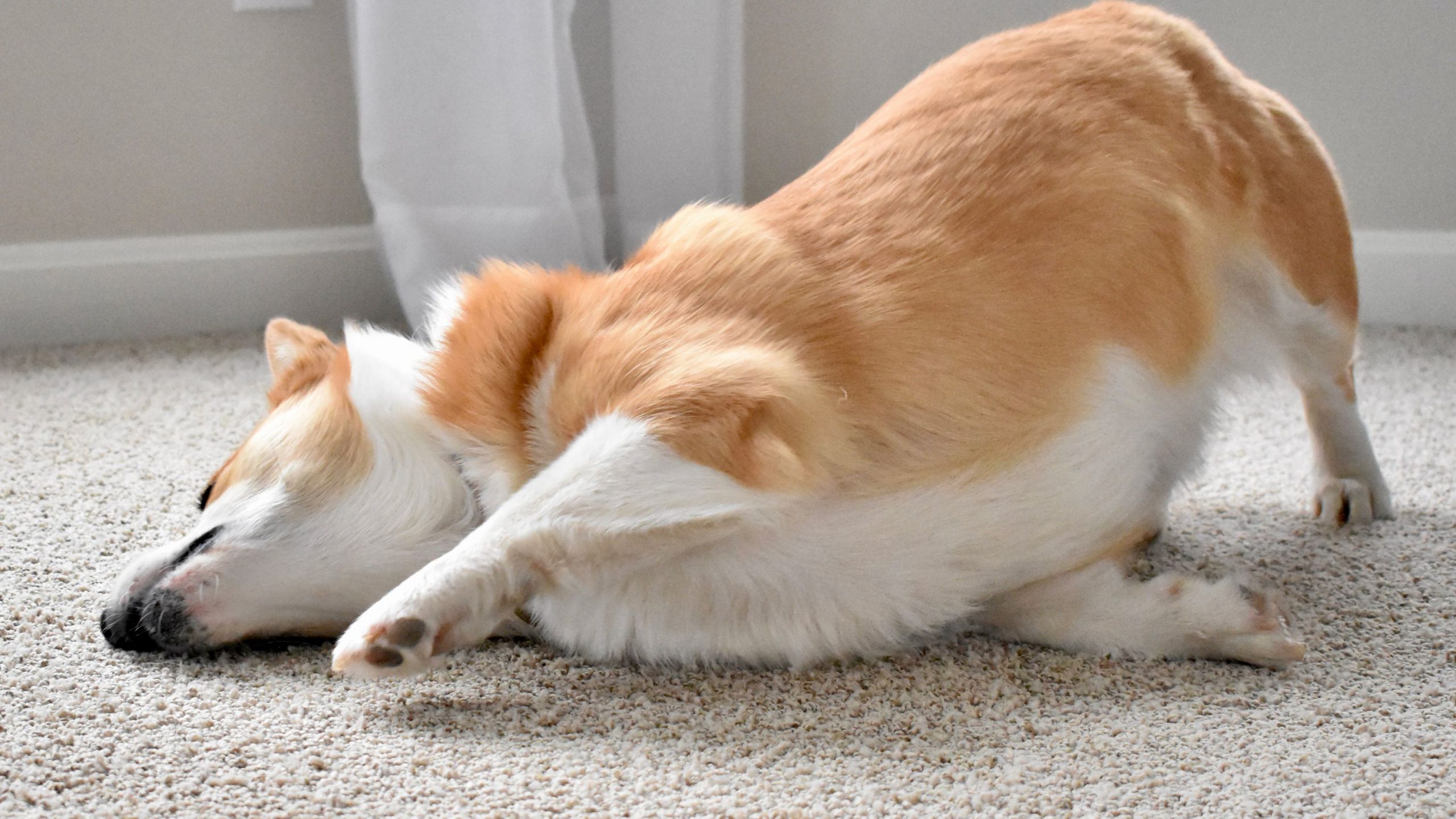 5 ritualuri și obiceiuri ciudate ale câinilor, explicate. De ce zgârie locul unde dorm