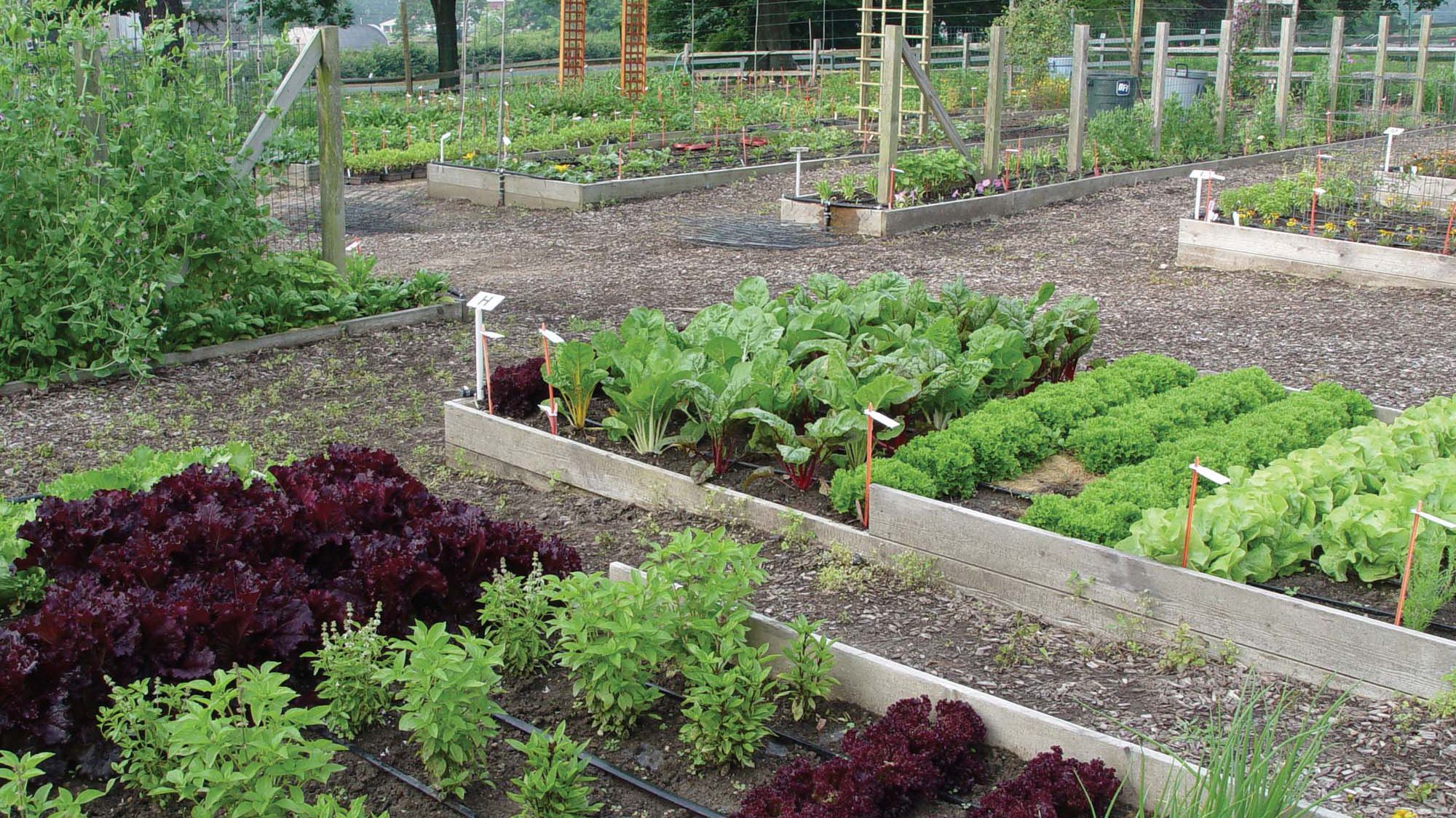 Insecticide naturale pentru flori și legume