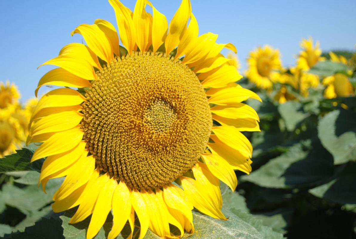 Curiozități despre Floarea Soarelui