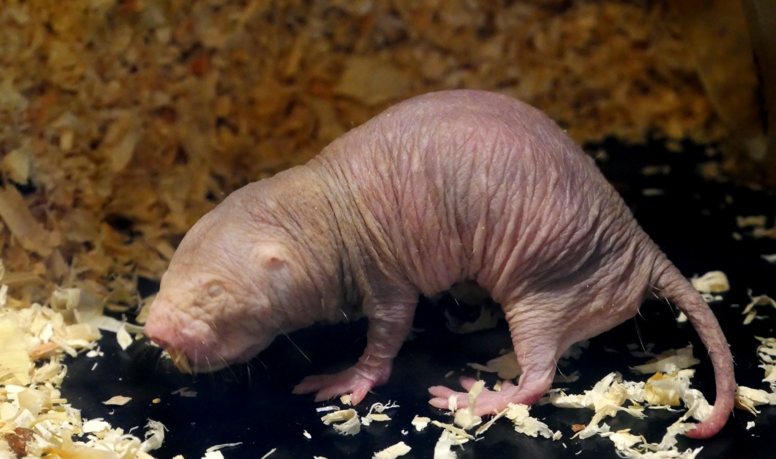 Animalul care rezistă 18 minute fără oxigen. Care este de fapt secretul