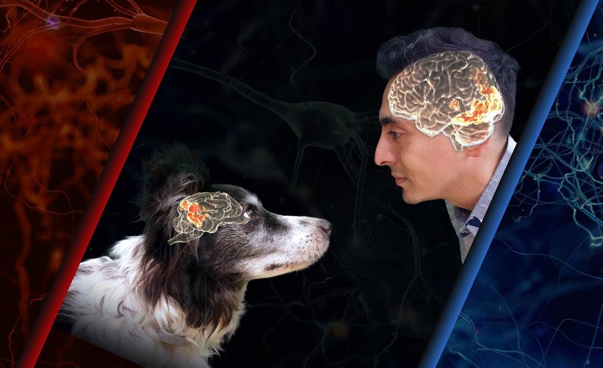 Ce se petrece în creierul animalului tău, atunci când îi vorbești. Studiul specialiștilor scoate la iveală detalii incredibile