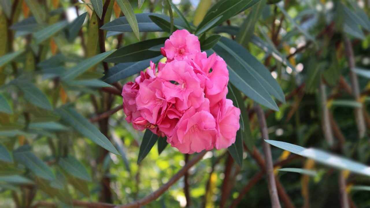 Cele mai otrăvitoare plante din lume