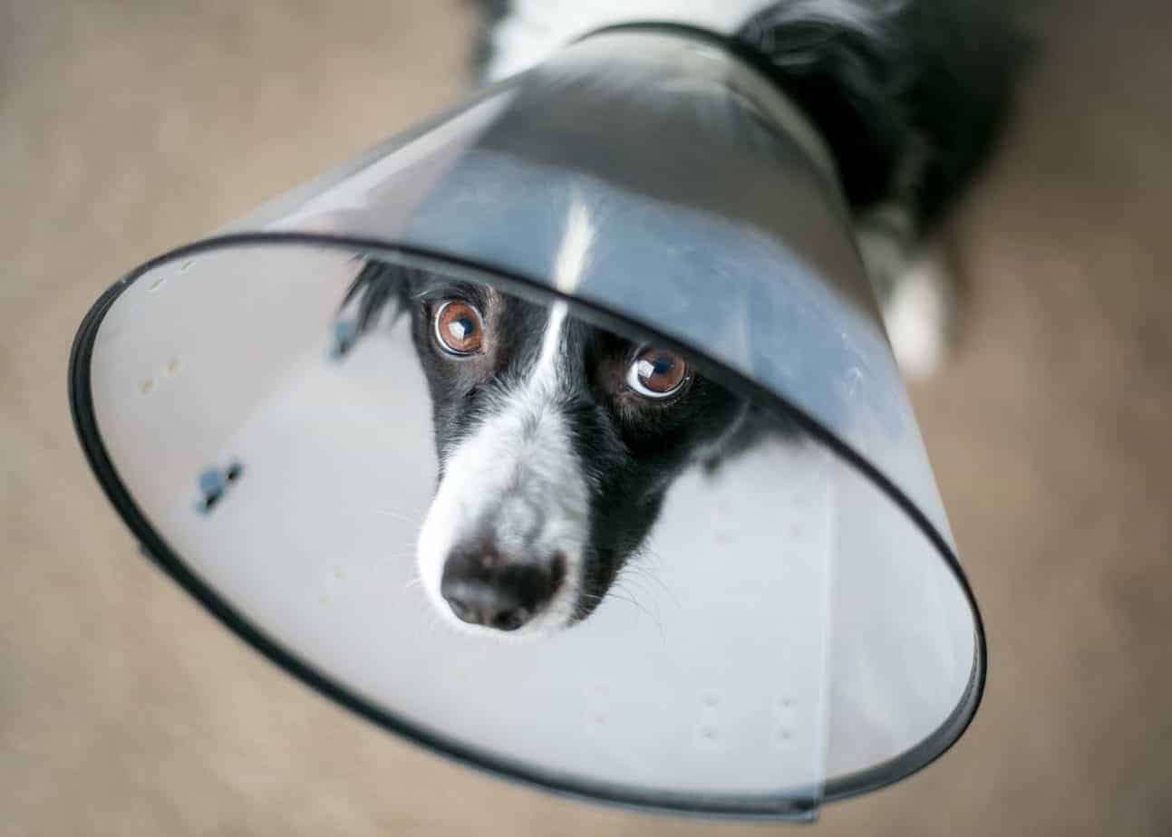 Acest tip de con este creat special pentru a împiedica animalele să își lingă rănile tratate