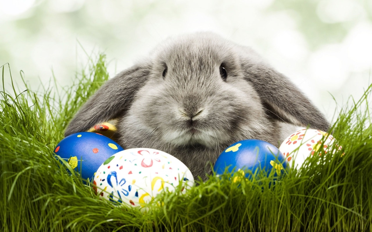 Iepurașul de Paște: cum a luat naștere și de unde provine tradiția. Ce simbolizează de fapt iepurele